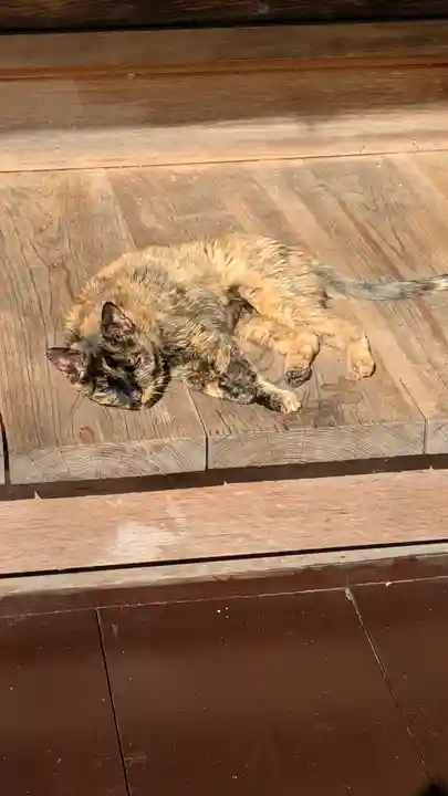 十輪寺(京都府)