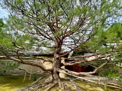 真珠庵(真珠菴)の自然