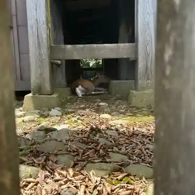 大山阿夫利神社本社(神奈川県)