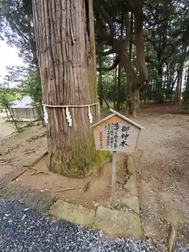 間々田八幡宮の自然