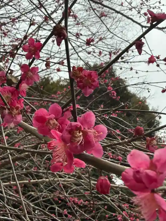 近江神宮の{uncategorized: "未分類", other: "その他", undefined: "問題あり", building: "その他建物", grave: "お墓", sacred_gate: "鳥居", guardian: "狛犬", statue: "像", buddha: "仏像", history: "歴史", nature: "自然", garden: "庭園", animal: "動物", pagoda: "塔", temizu: "手水舎", mountain_gate: "山門・神門", sanctuary: "本殿・本堂", subordinate: "末社・摂社", art: "芸術", scenery: "景色", jizo: "地蔵", ema: "絵馬", goshuin: "御朱印", omikuji: "おみくじ", items: "授与品その他", amulet: "お守り", goshuincho: "御朱印帳", eats: "食事", festival: "お祭り", votive_dance: "神楽", shichigosan: "七五三参", wedding: "結婚式", experience: "体験その他", initially: "初詣", around: "周辺", anti_infection: "感染症対策"}
