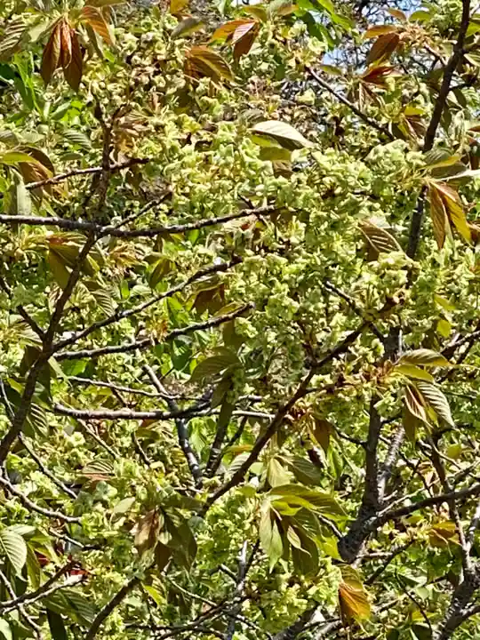六孫王神社(京都府)