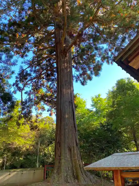 羽梨山神社の自然