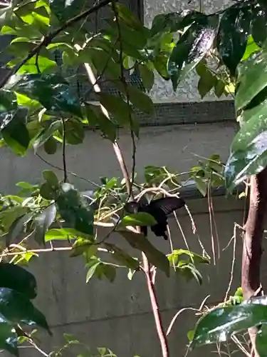 馬橋稲荷神社の自然