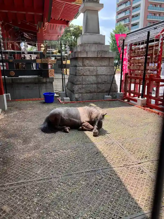 神田神社(神田明神)の動物