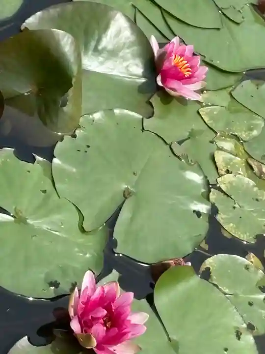 賀茂神社の{uncategorized: "未分類", other: "その他", undefined: "問題あり", building: "その他建物", grave: "お墓", sacred_gate: "鳥居", guardian: "狛犬", statue: "像", buddha: "仏像", history: "歴史", nature: "自然", garden: "庭園", animal: "動物", pagoda: "塔", temizu: "手水舎", mountain_gate: "山門・神門", sanctuary: "本殿・本堂", subordinate: "末社・摂社", art: "芸術", scenery: "景色", jizo: "地蔵", ema: "絵馬", goshuin: "御朱印", omikuji: "おみくじ", items: "授与品その他", amulet: "お守り", goshuincho: "御朱印帳", eats: "食事", festival: "お祭り", votive_dance: "神楽", shichigosan: "七五三参", wedding: "結婚式", experience: "体験その他", initially: "初詣", around: "周辺", anti_infection: "感染症対策"}