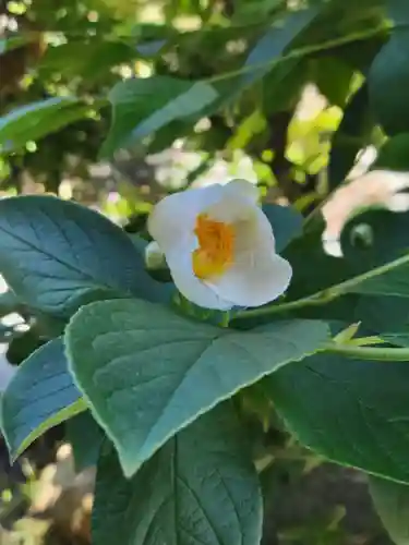 西得寺(大阪府)
