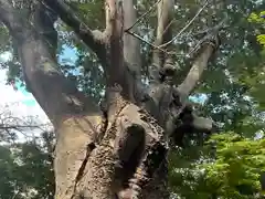 榎神社の自然