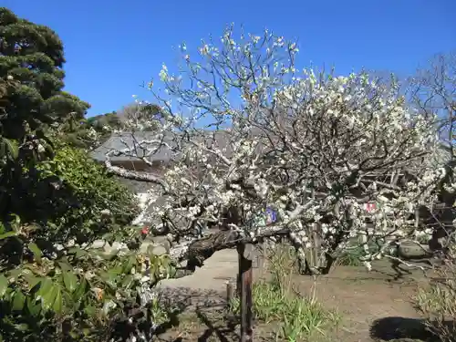 極楽寺（霊鷲山感應院極楽律寺）の景色