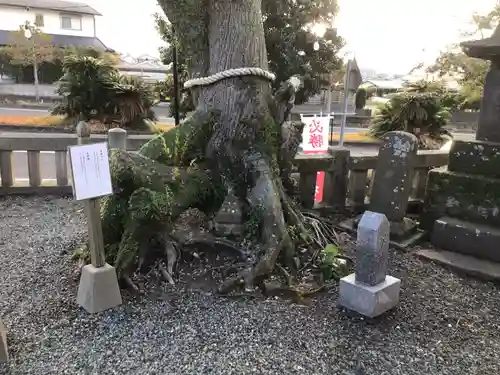 市来神社の自然