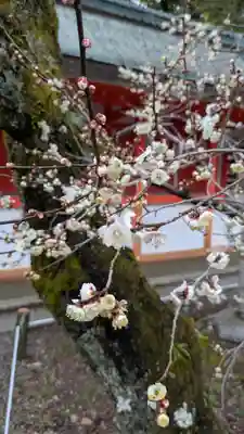 北野天満宮(京都府)