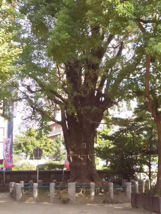 磐井神社の自然