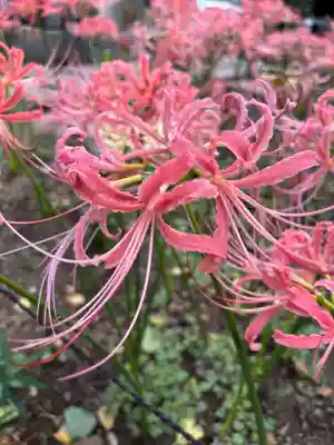 横浜　西方寺(神奈川県)