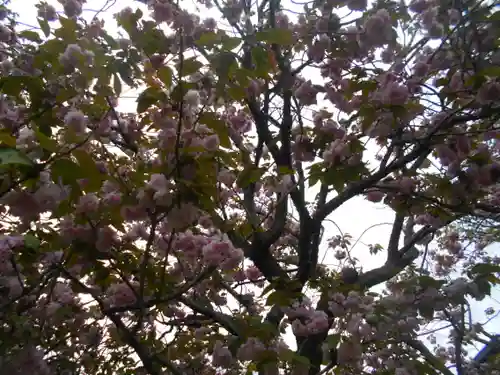 極楽寺（霊鷲山感應院極楽律寺）の自然