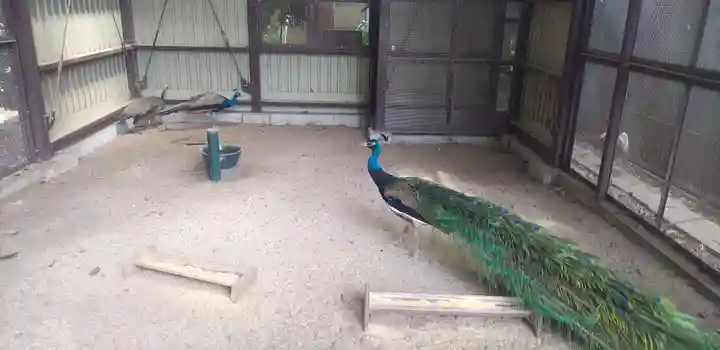 岩槻久伊豆神社の動物