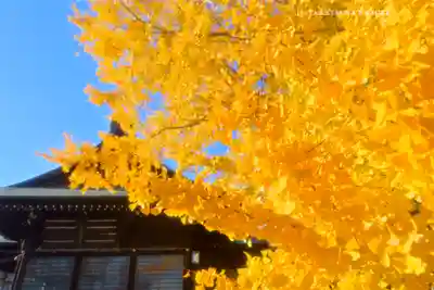 葛飾八幡宮(千葉県)