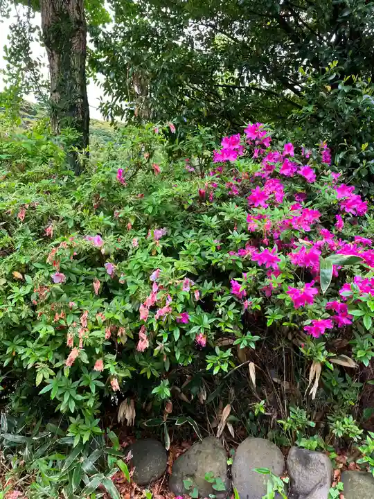 大山祇神社の自然