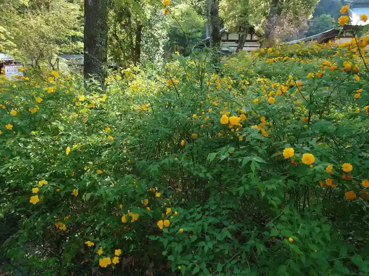 松尾大社(京都府)