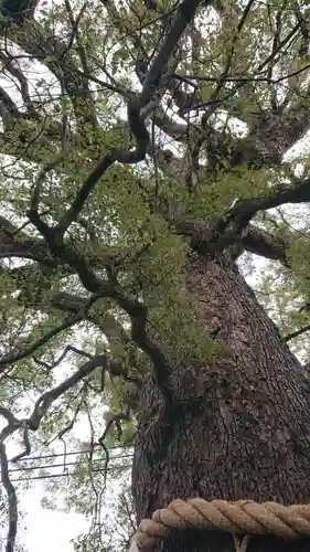 新熊野神社の自然