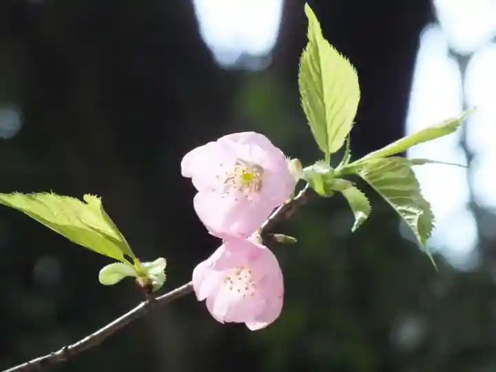 近江神宮の自然