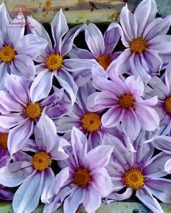 立志神社(滋賀県)