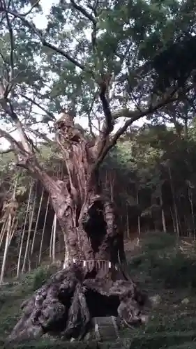 武雄神社の自然