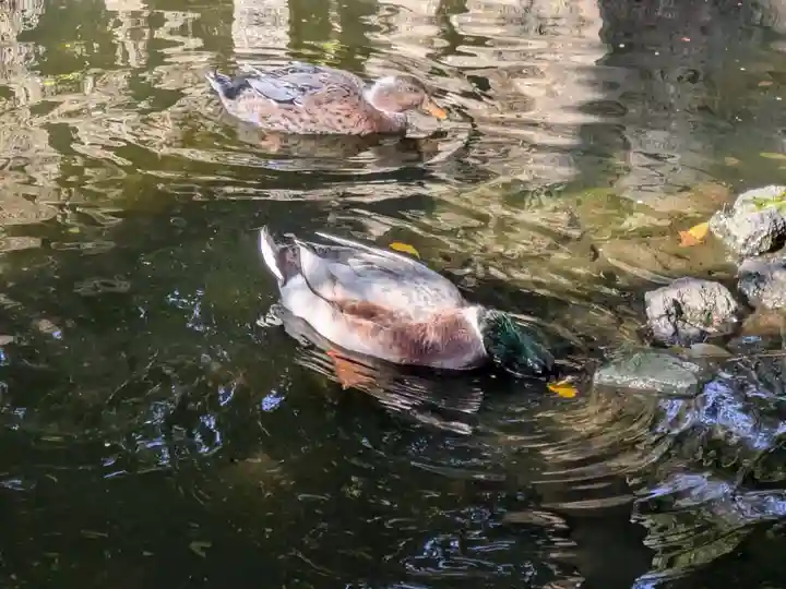 世田谷八幡宮(東京都)