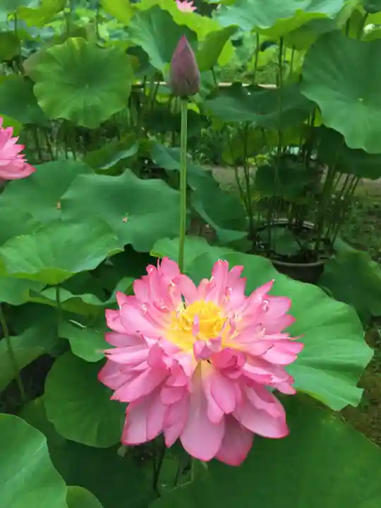 法金剛院の自然