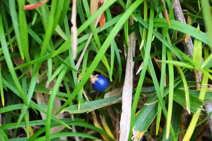 大六天麻王神社の自然