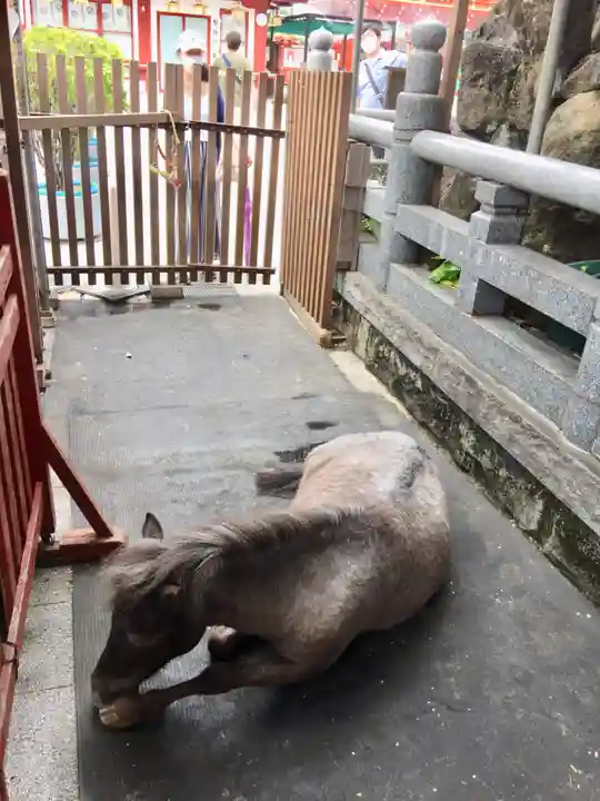 神田神社(神田明神)の動物