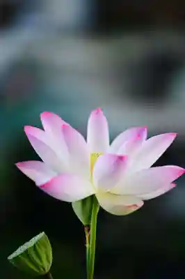 浄土寺(兵庫県)