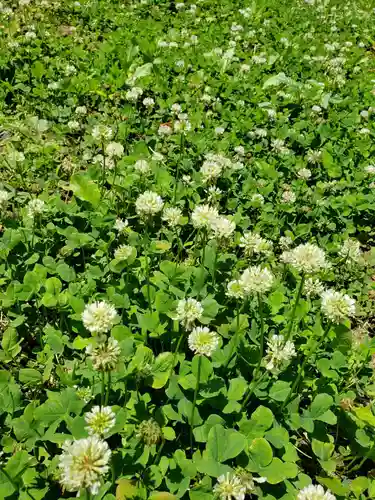 小勢護国神社の自然