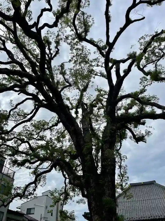 大雄寺(東京都)