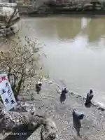 旗上弁財天社の動物