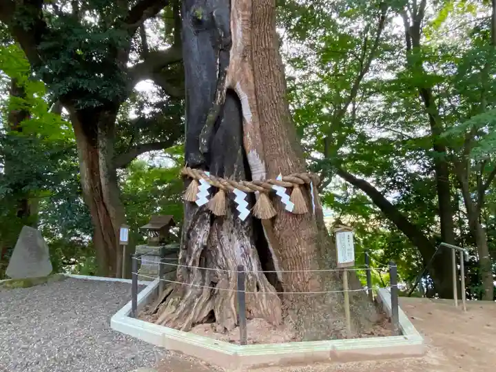常陸國總社宮の自然
