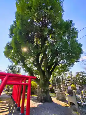 赤須賀神明社の自然