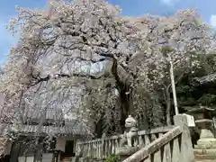 土呂八幡宮の自然