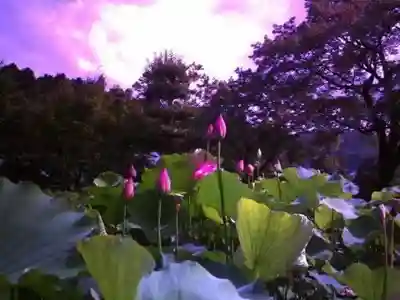 法金剛院(京都府)