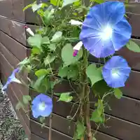 七重浜海津見神社の自然