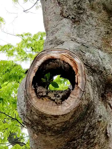 阿邪訶根神社の自然