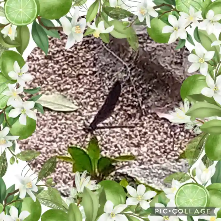 由加神社(和気由加神社)の動物