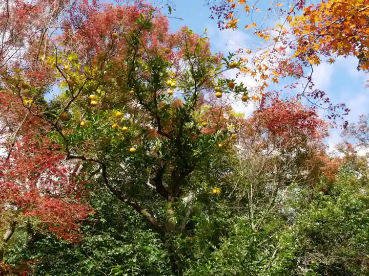 浄住寺の自然