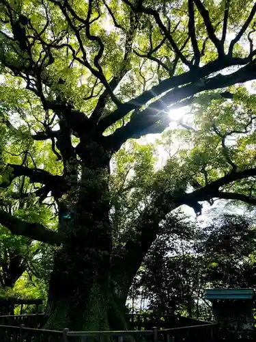 高良大社の自然