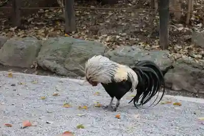 熱田神宮(愛知県)