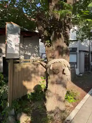 小室浅間神社の{uncategorized: "未分類", other: "その他", undefined: "問題あり", building: "その他建物", grave: "お墓", sacred_gate: "鳥居", guardian: "狛犬", statue: "像", buddha: "仏像", history: "歴史", nature: "自然", garden: "庭園", animal: "動物", pagoda: "塔", temizu: "手水舎", mountain_gate: "山門・神門", sanctuary: "本殿・本堂", subordinate: "末社・摂社", art: "芸術", scenery: "景色", jizo: "地蔵", ema: "絵馬", goshuin: "御朱印", omikuji: "おみくじ", items: "授与品その他", amulet: "お守り", goshuincho: "御朱印帳", eats: "食事", festival: "お祭り", votive_dance: "神楽", shichigosan: "七五三参", wedding: "結婚式", experience: "体験その他", initially: "初詣", around: "周辺", anti_infection: "感染症対策"}