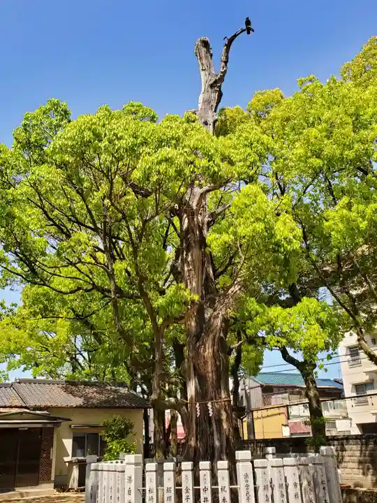 浜の宮天満宮の自然