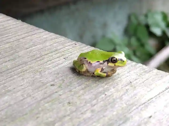 神明社(福井県)