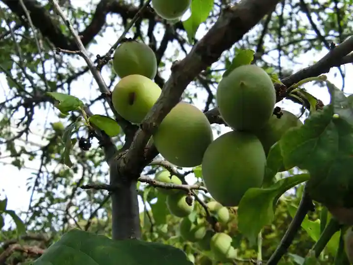 長岡天満宮の自然