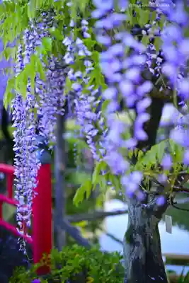 亀戸天神社(東京都)