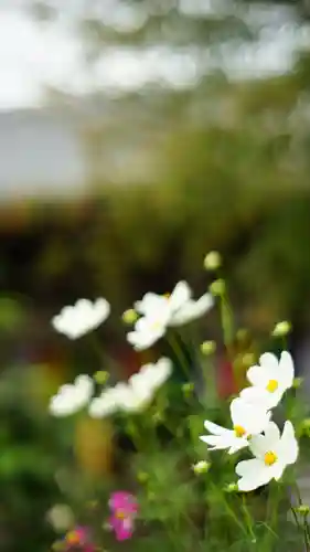 般若寺 ❁﻿コスモス寺❁(奈良県)